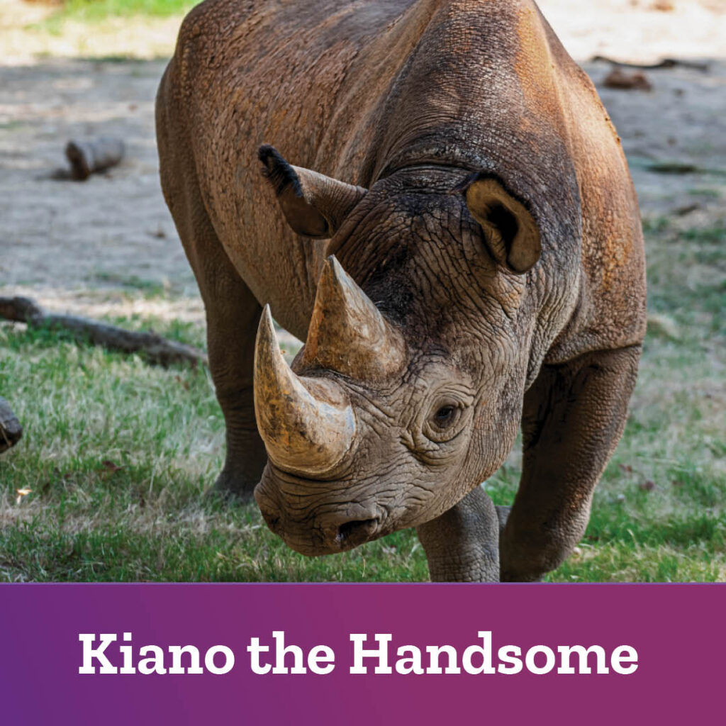 Celebrating the Rhino!