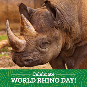 World Rhino Day