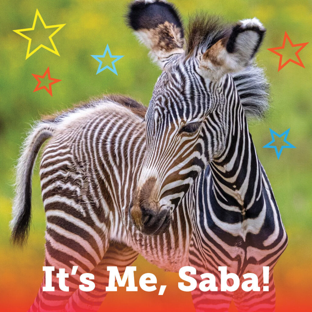 Saba