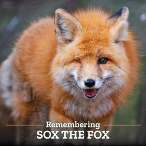 Sox the Fox