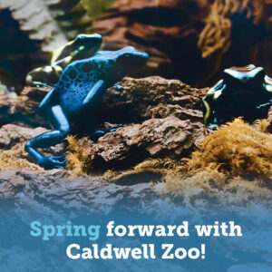 Spring Forward