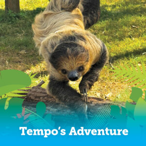 Tempo the Sloth