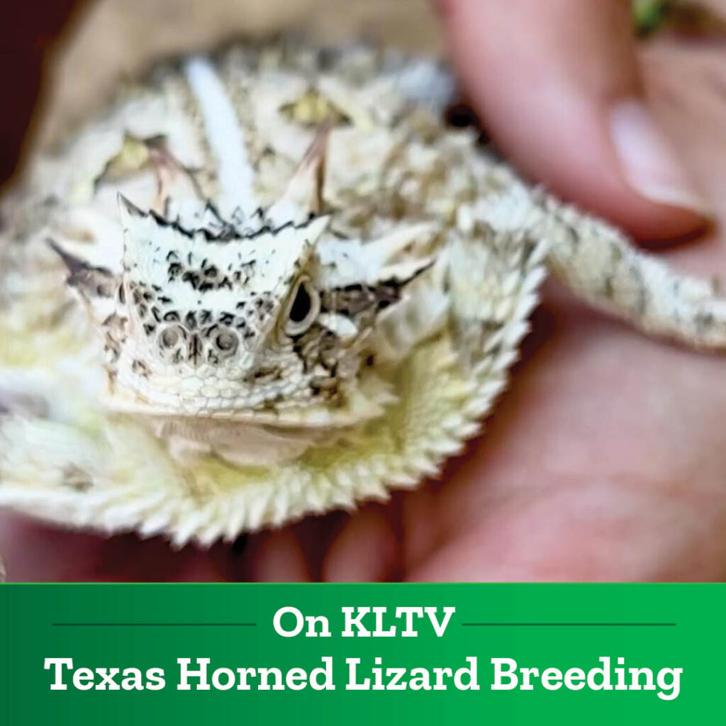 Texas Horned Lizard