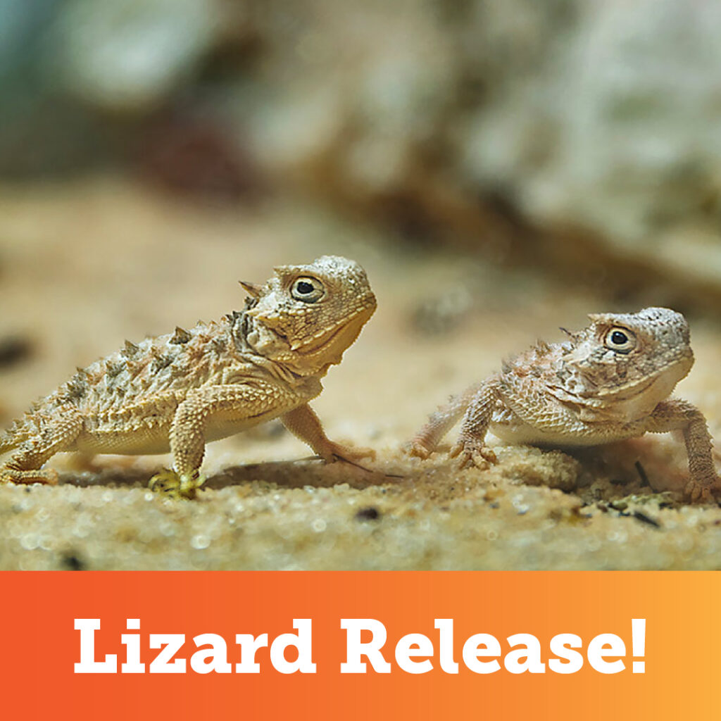 Lizard release
