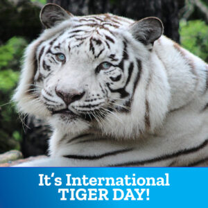 Int'l Tiger Day