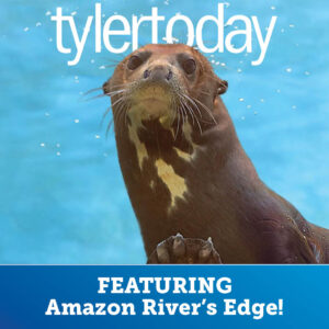 Giant River Otter