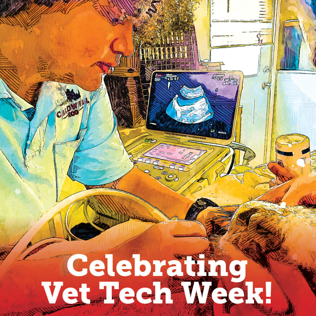Vet Tech Week