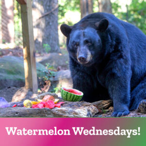 Watermelon Wednesdays are back!