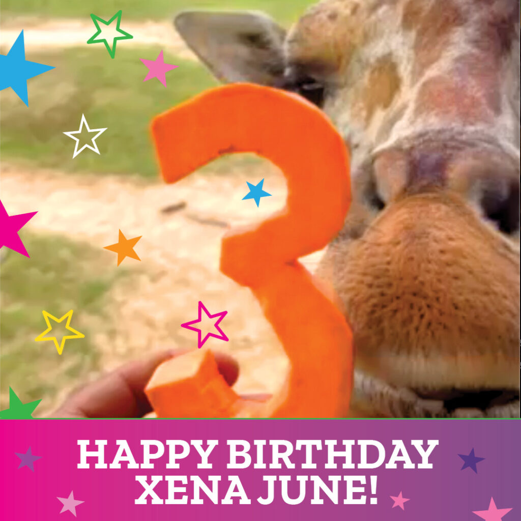 Happy Birthday Xena June!