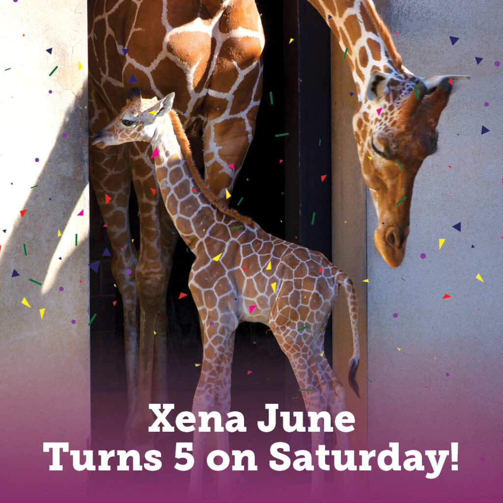 Xena June's 5th Birthday
