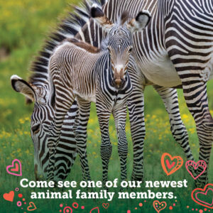 Zebra foal