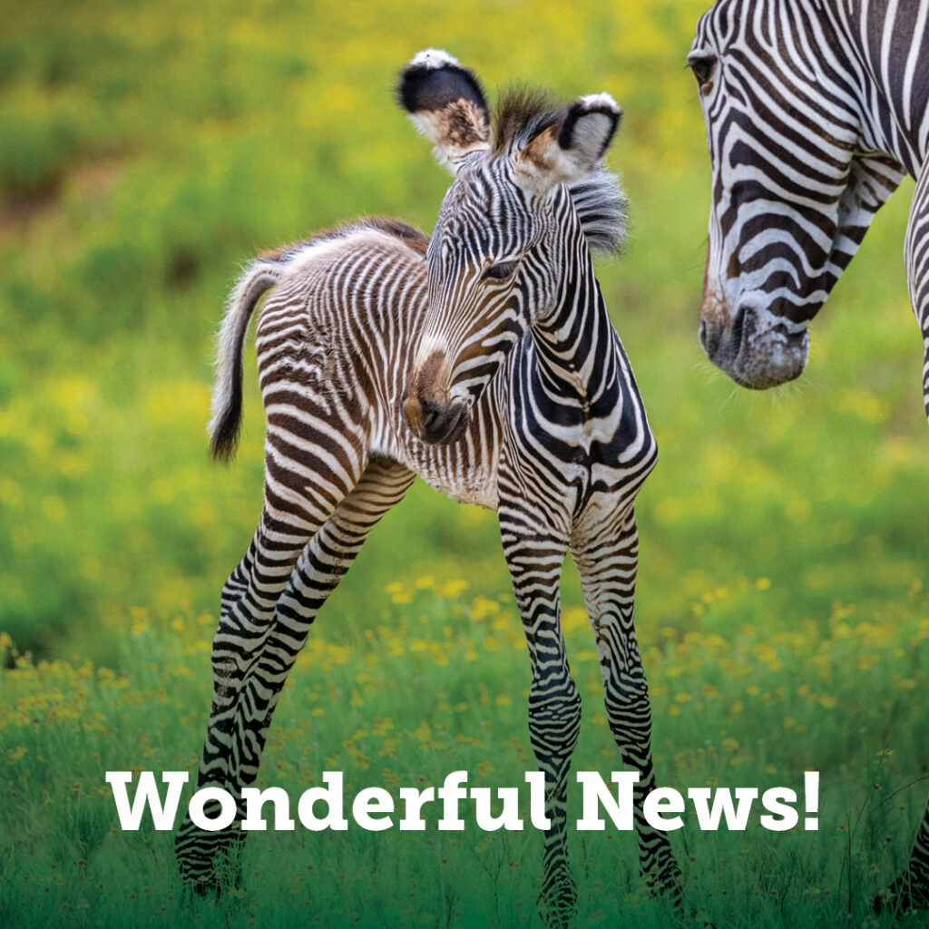 Zebra foal!