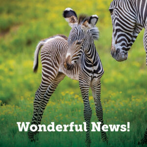 Zebra foal!